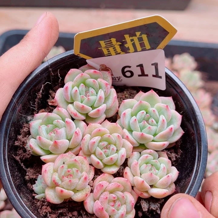 多肉植物多肉植物