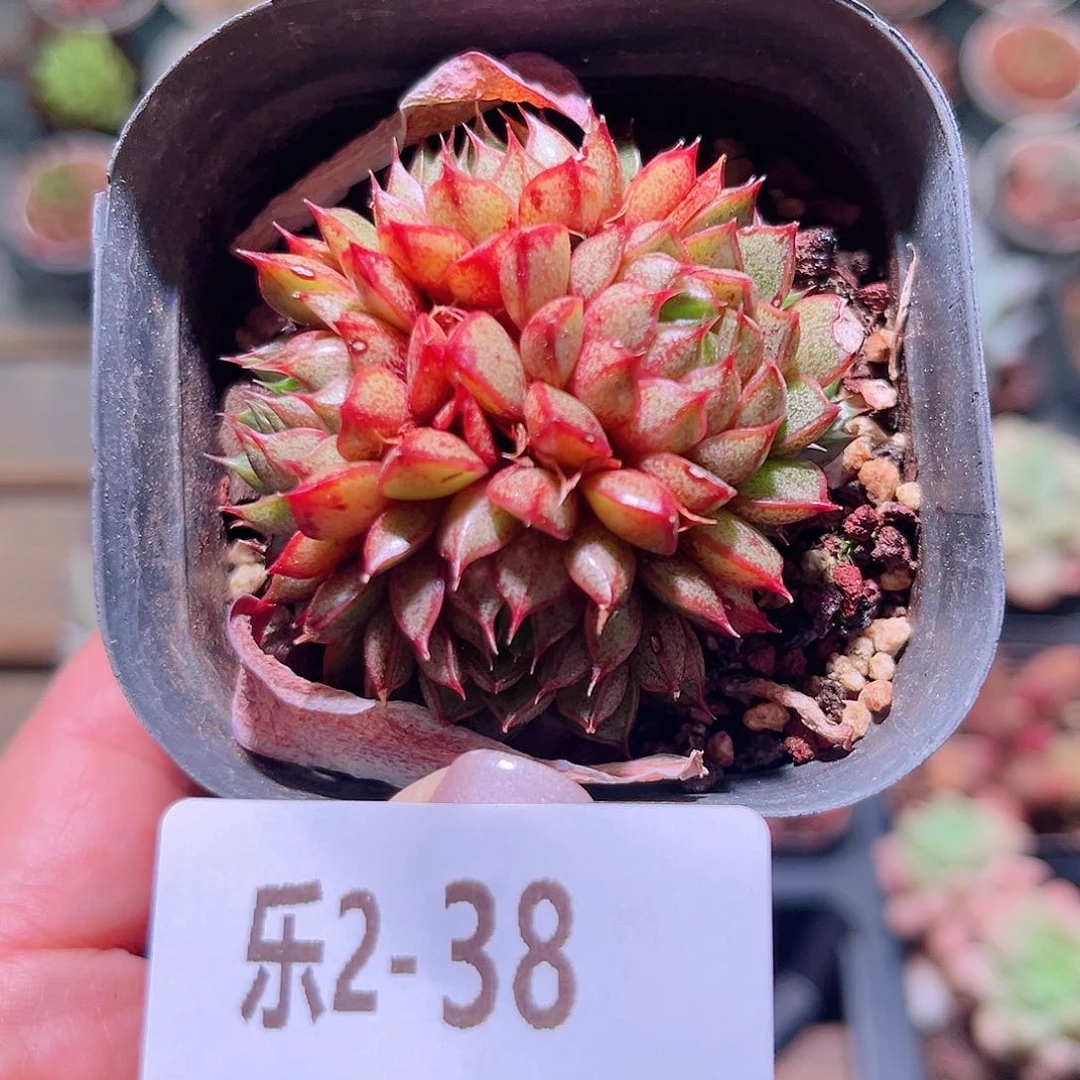 乐然2-38 猫眼石群