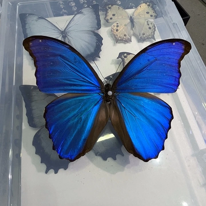 大蓝闪蝶带框发出