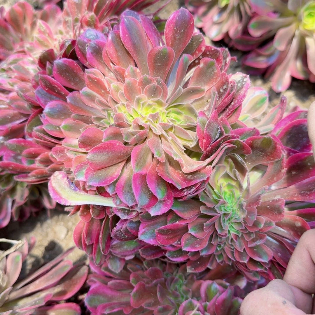 鲸落法师缀化满20包邮