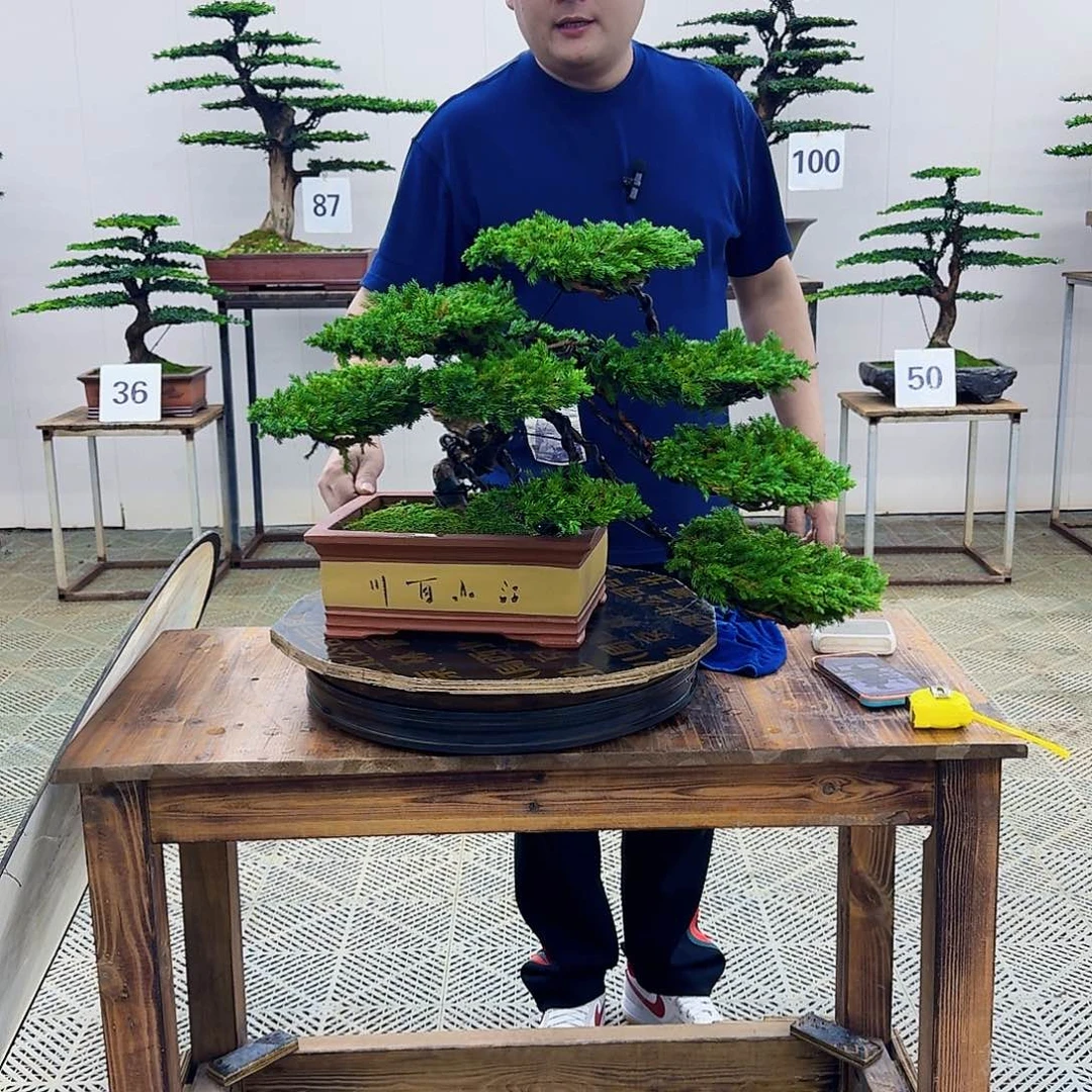 无花朵柏树造型盆景