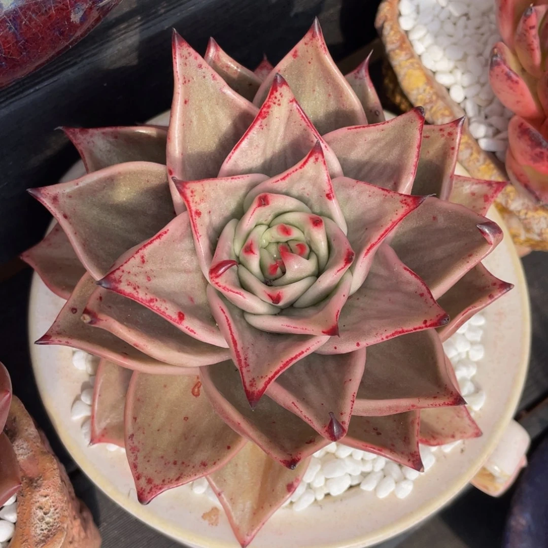 多肉植物盆栽多肉08