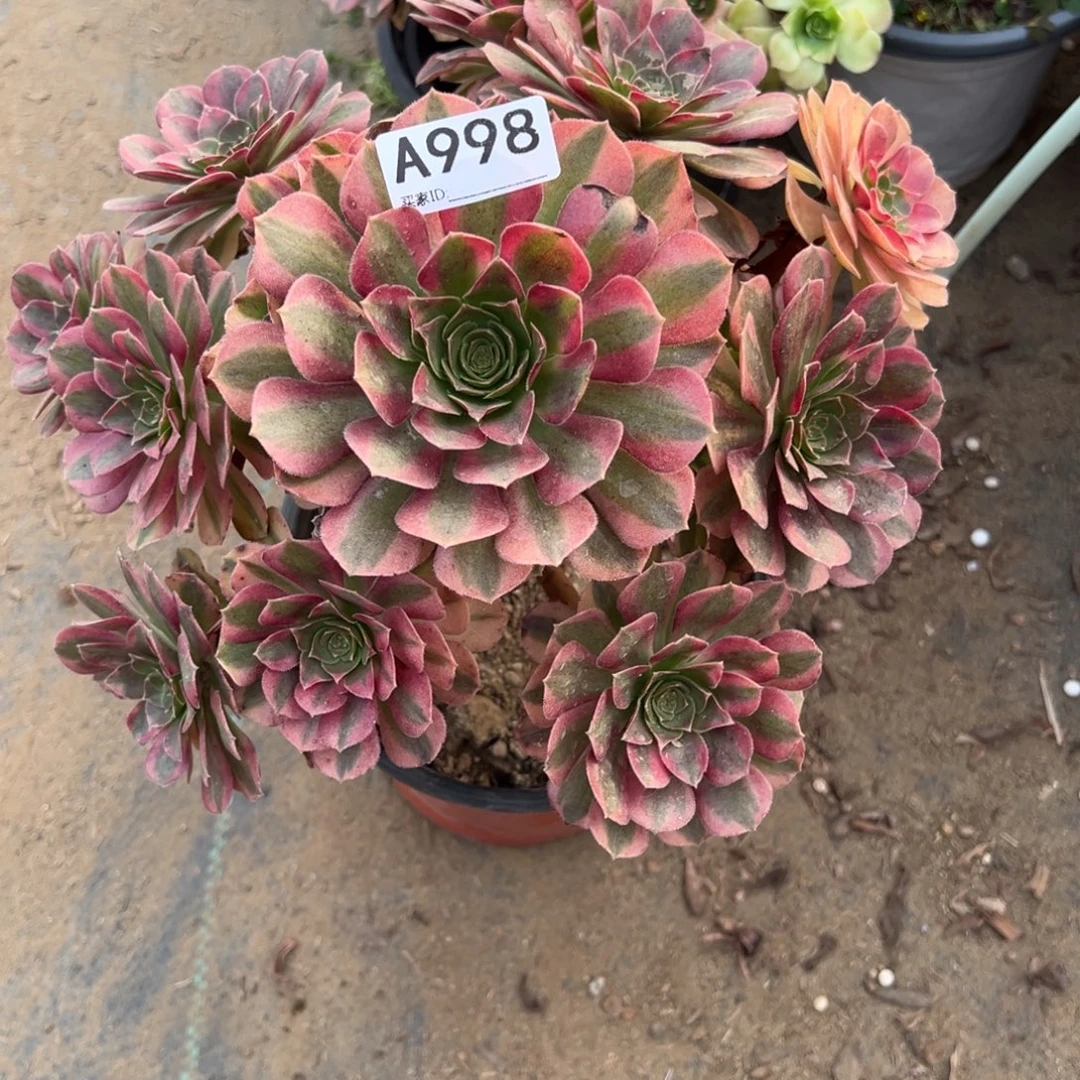 998雨荷多肉植物法师