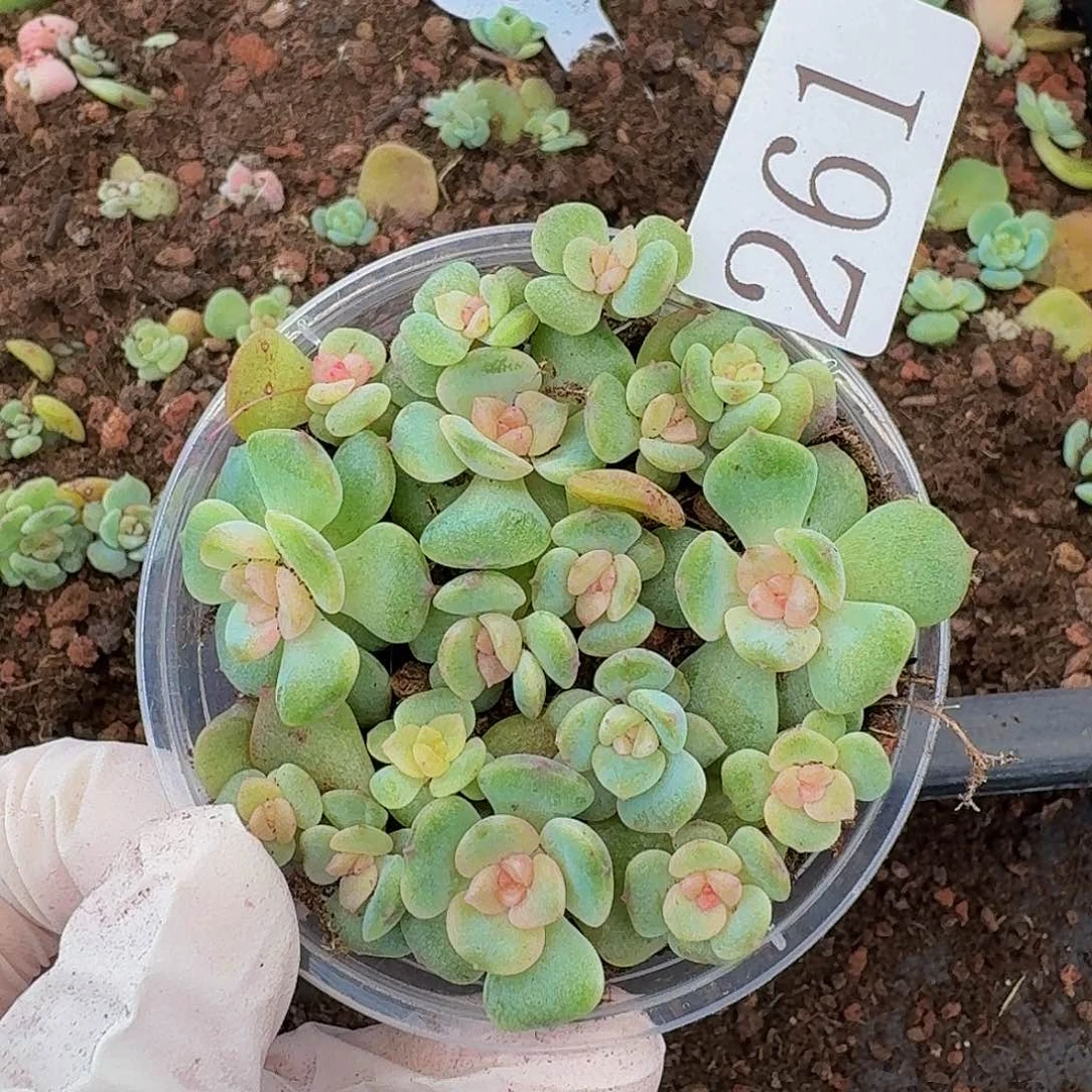 多肉植物多肉植物261