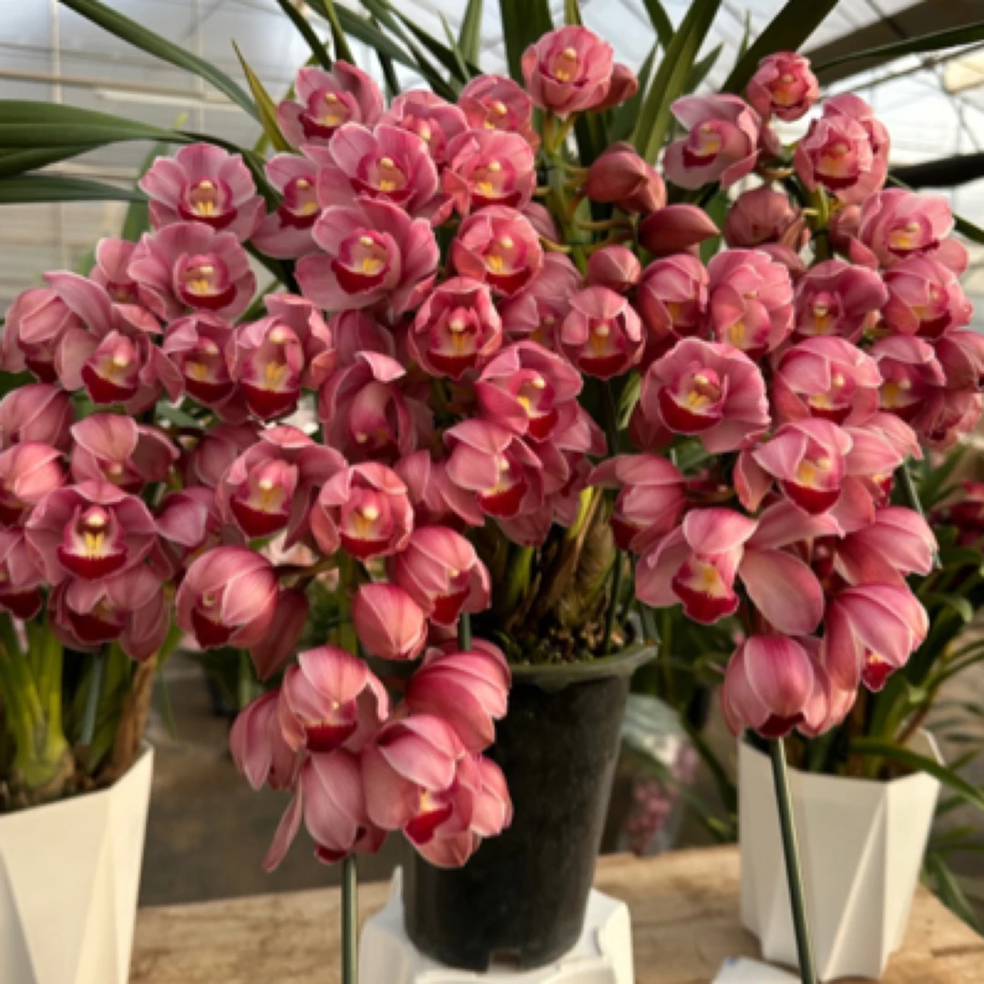 新品拱兰 小樱桃 大花惠兰 室内年宵花 多支花剑