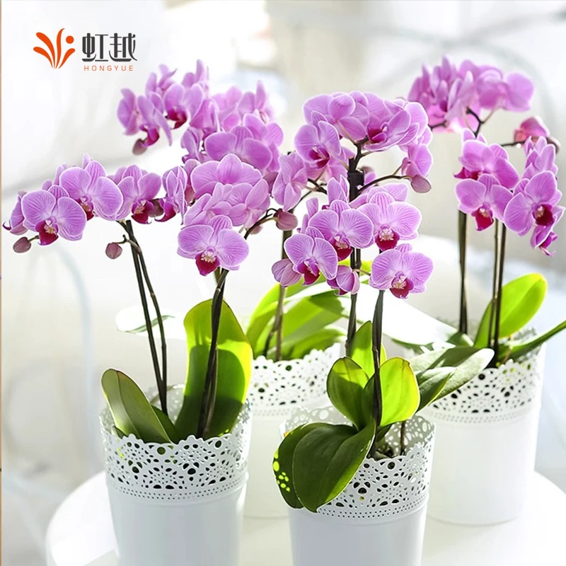 虹越 | 蝴蝶兰盆栽抽梗苗 客厅办公室内桌面装饰花卉植物