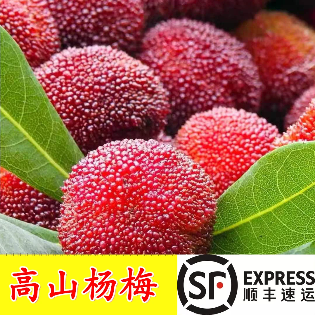 （顺丰包邮）贵州高山新鲜上市早杨梅现摘现发开胃水果酸甜可口