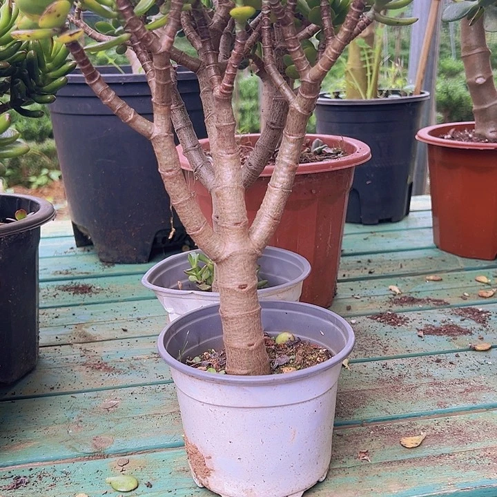 摇钱树2颗开播福利量拍