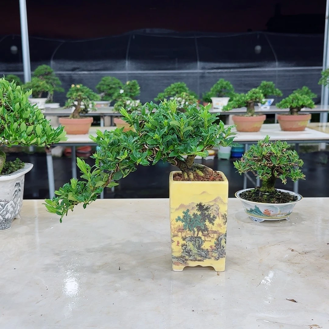 当前无花栽培后可以开花兰**恩