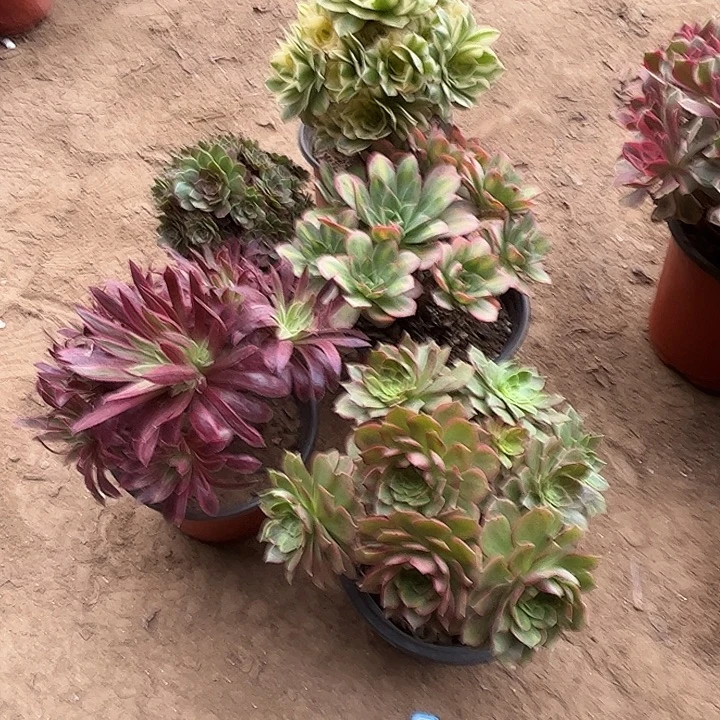 199多肉植物组合瑕疵特价，