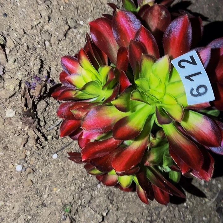 612韶华多肉植物处理不售后