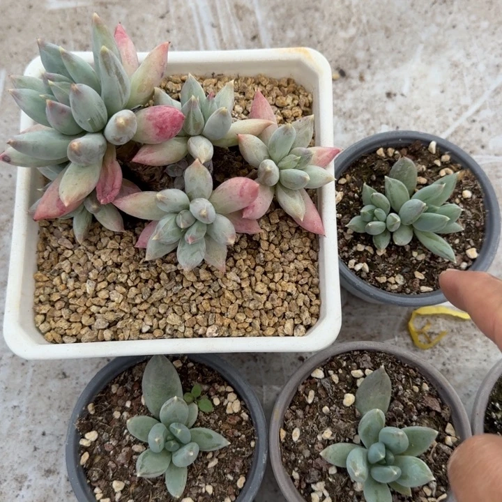 旋转风车 叶插 一物一拍