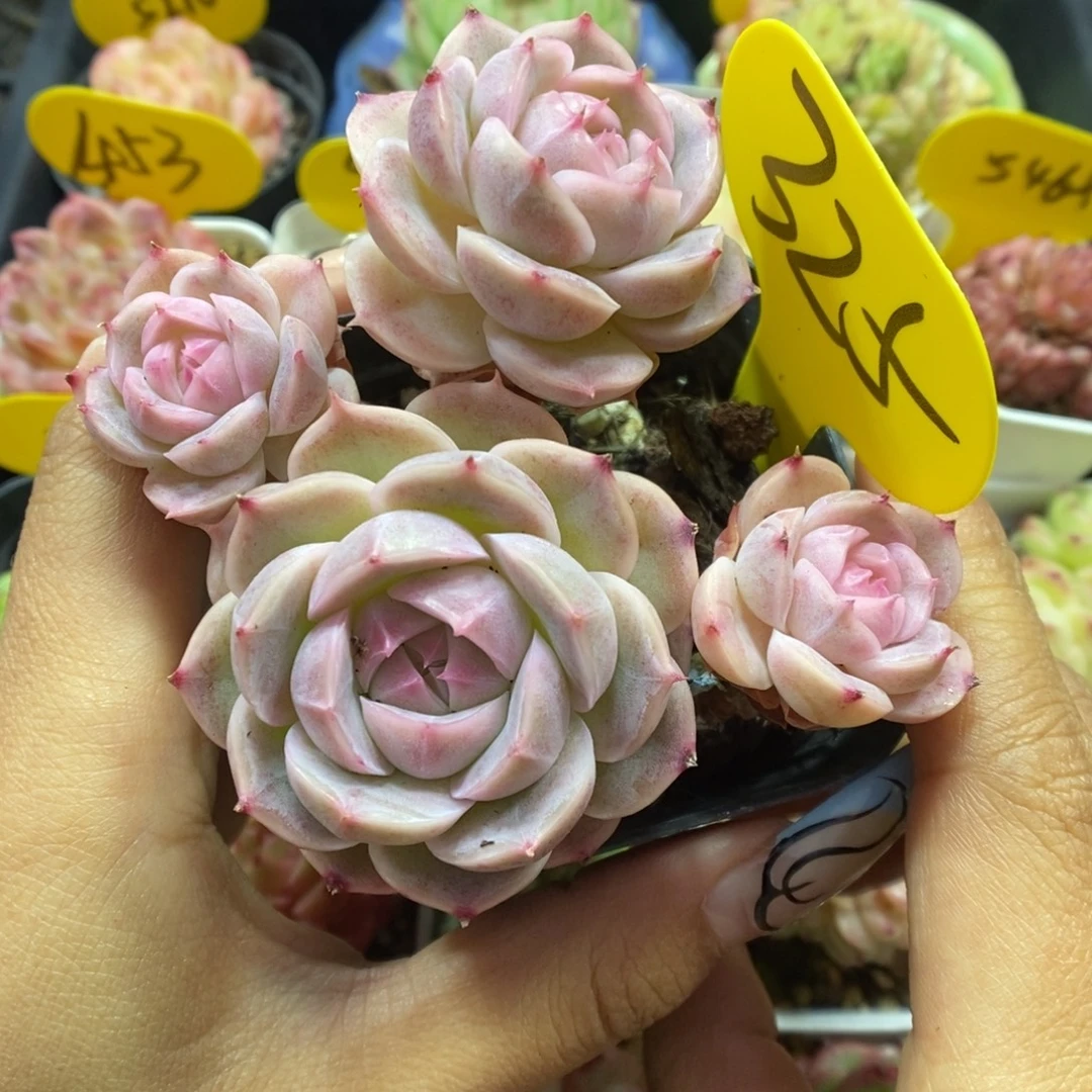 白芷珍妮群生325号