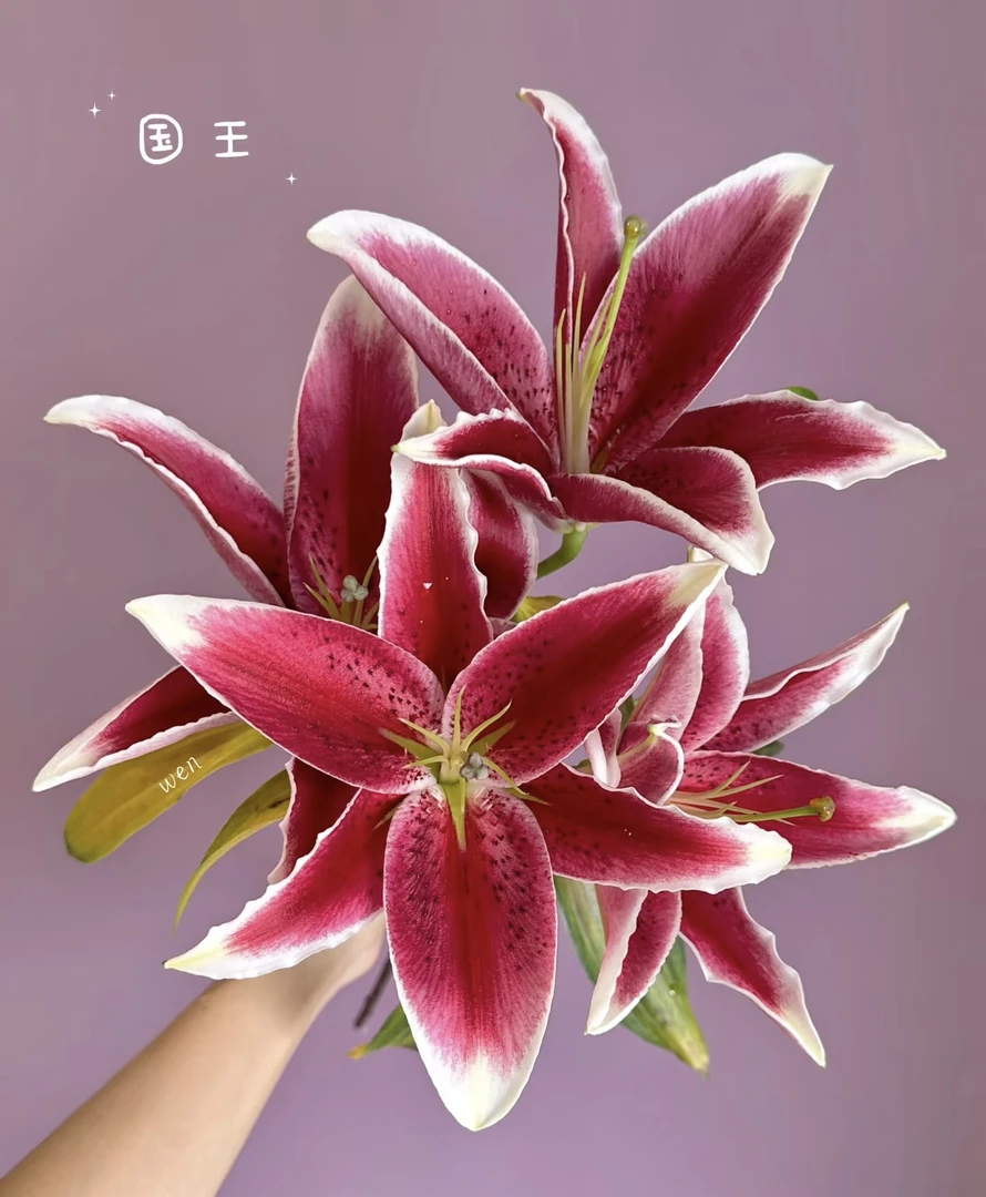 国王  红色香水百合