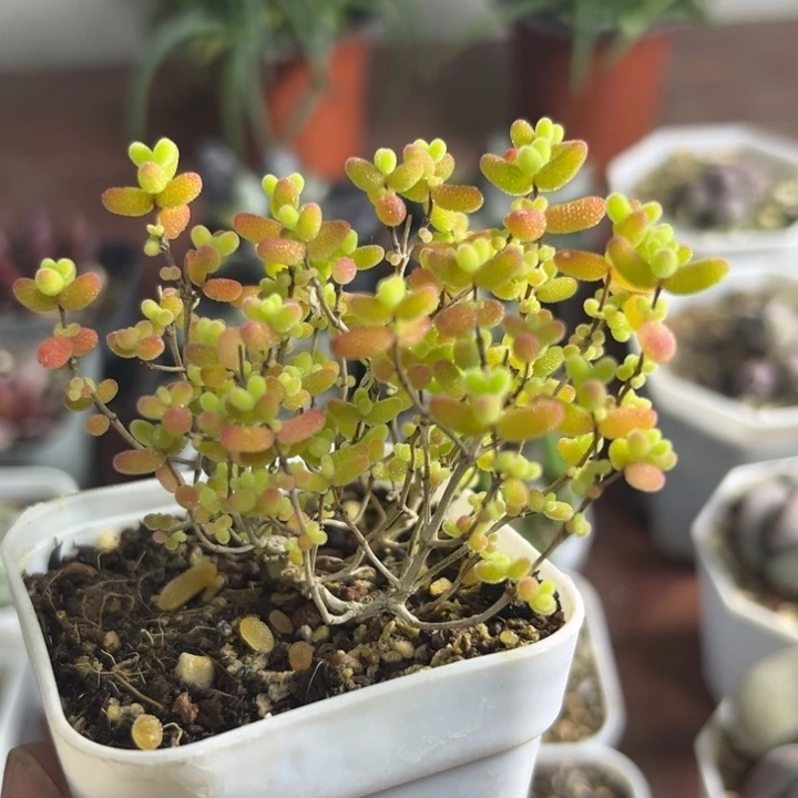 084 糖球多肉植物