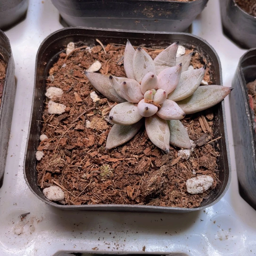 魔爪多肉9.9包邮发货