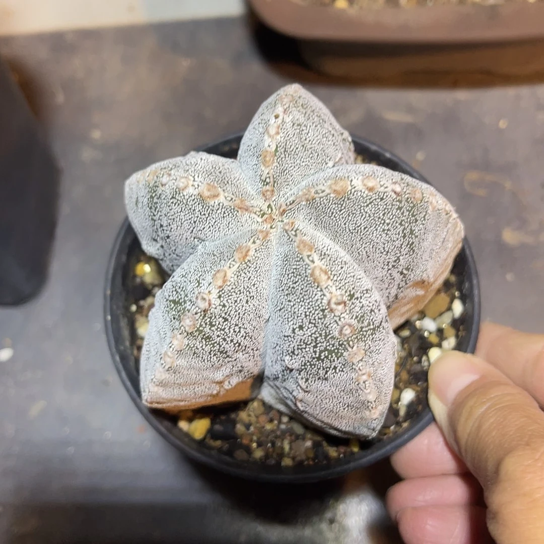 恩冢鸾凤玉一物一拍