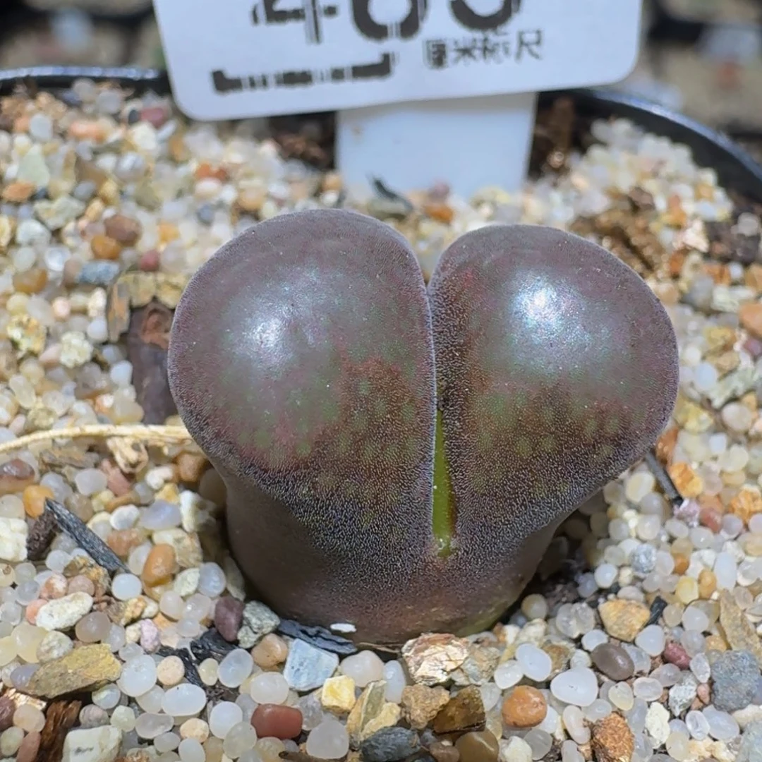 zzzz精品生石花483