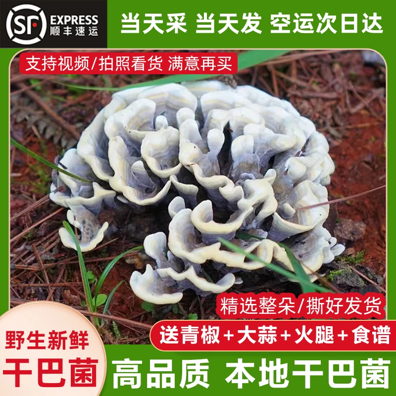 云南冰冻干巴菌野生干巴菌云南特产绣球菌对花牙齿菌撕好整朵