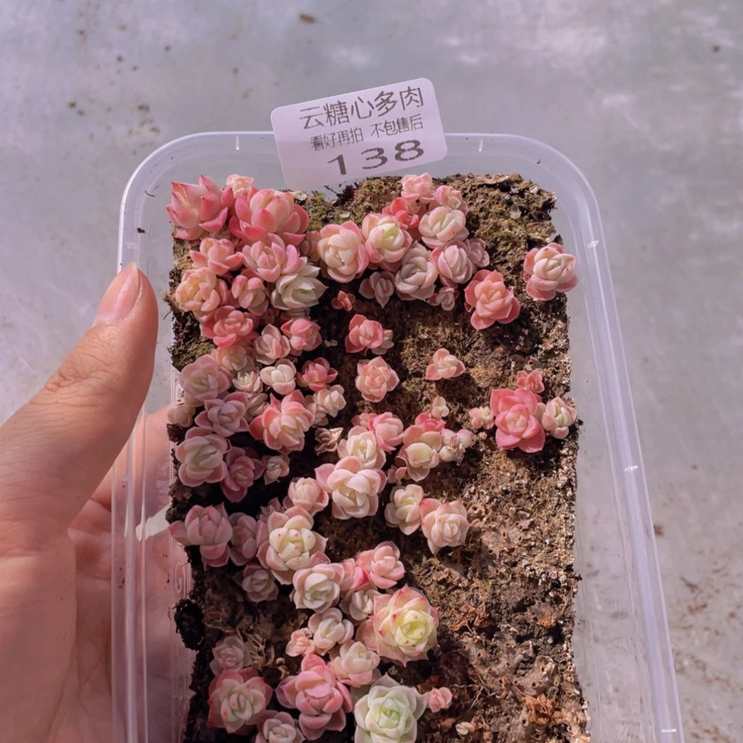 云糖心多肉植物138