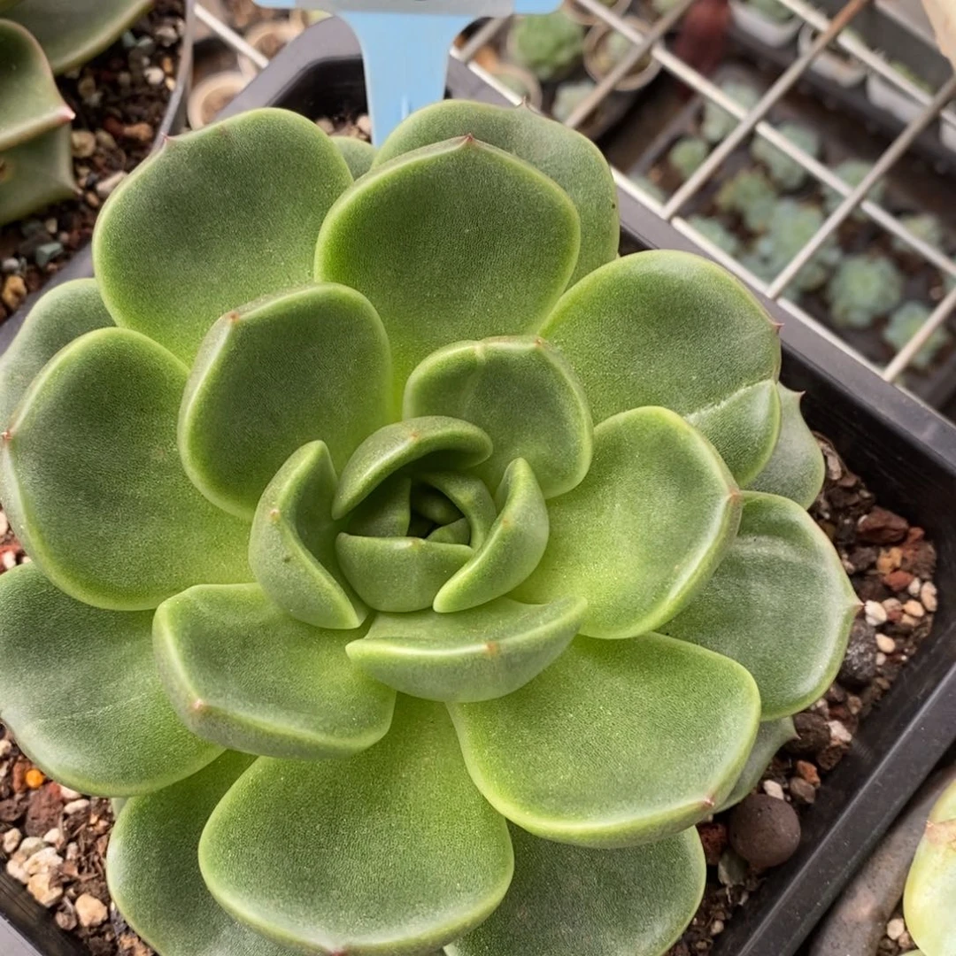 x061-多肉福植物 东云石化