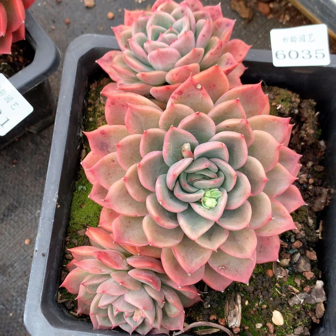 6035杂交多肉植物基地