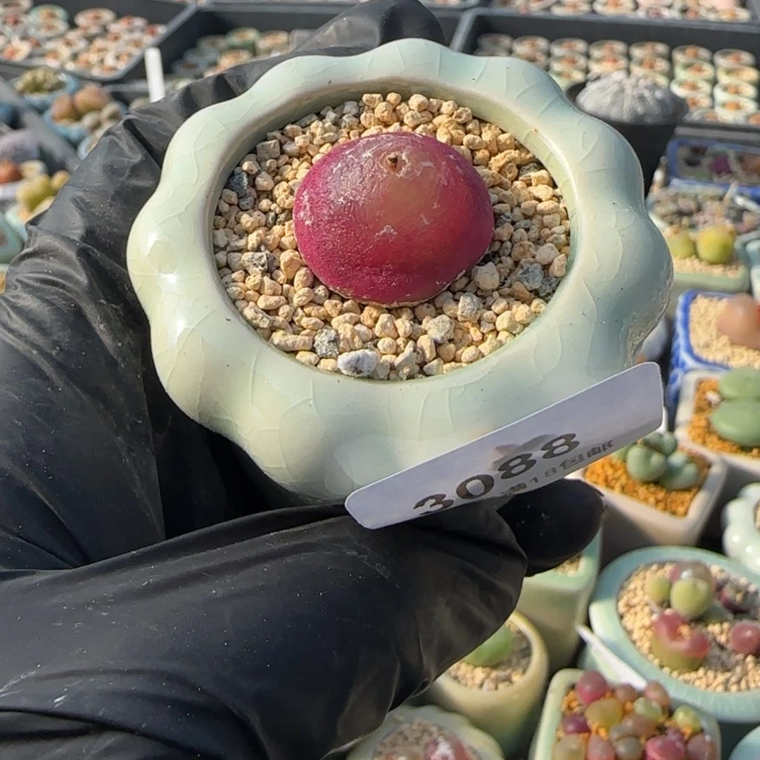 3088-一物一拍 带盆