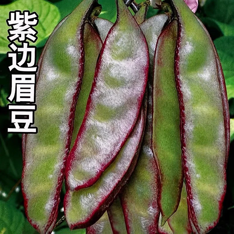 紫边眉豆种子大宽扁豆角种籽搭架爬藤蛾眉豆芸豆早熟农家蔬菜种孑