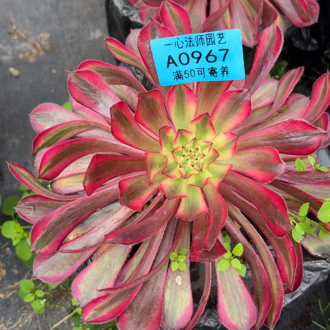 0967多肉植物不知名