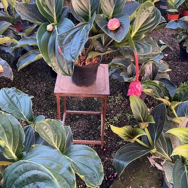 燕*荷兰进口宝莲灯