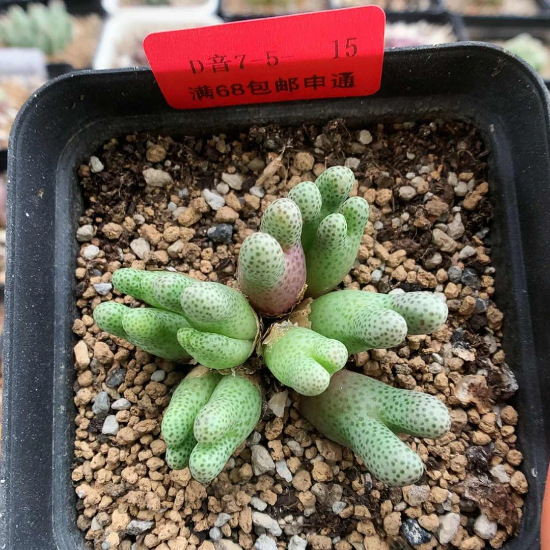 【闪购商品】7-5-15 955D斑马一群