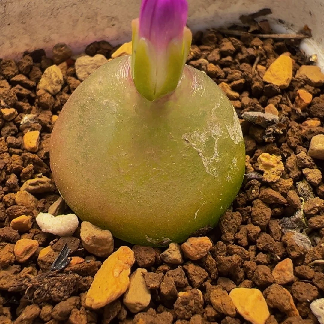 145多肉植物种类多样