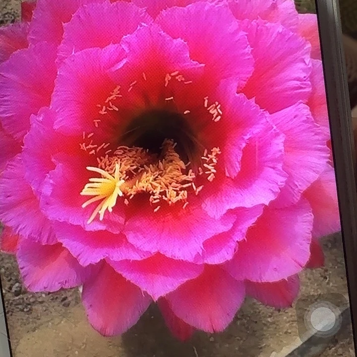 落雁侧芽5公分左右毛花柱（20包邮）