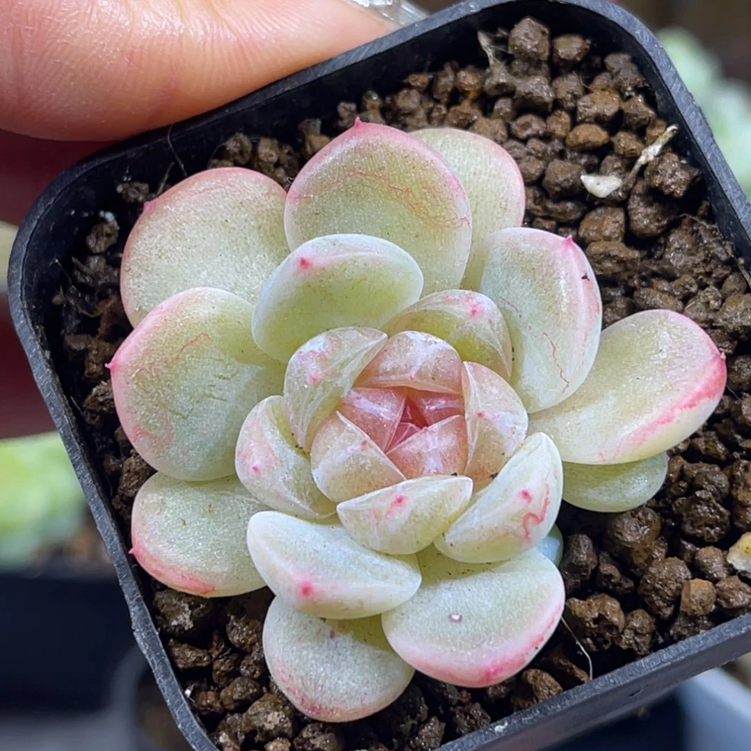 财富密码 发财 单头