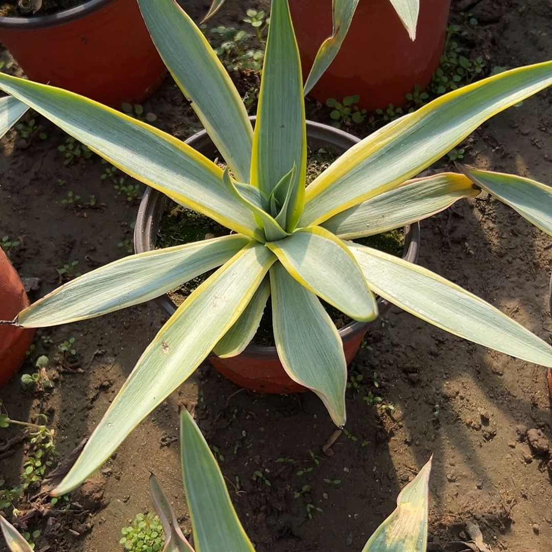 多肉植物银河旅人