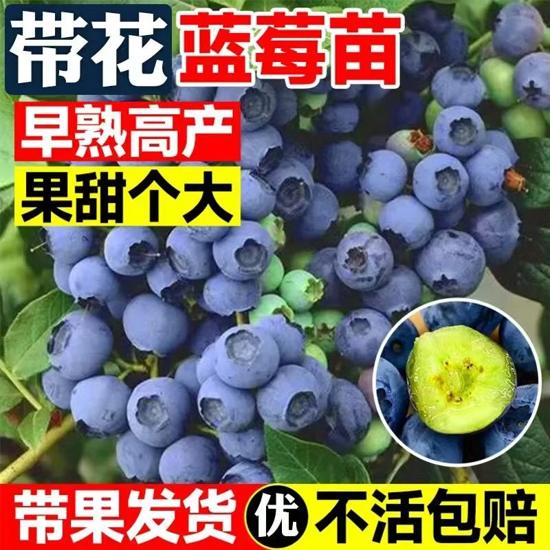 蓝莓树果苗蓝莓苗盆栽南北方种植兔眼F6特大果阳台果树苗包邮
