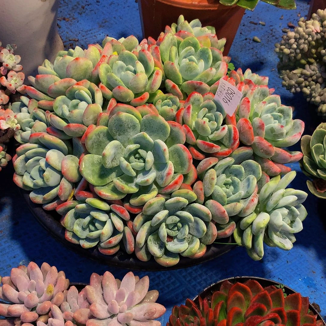 猫***猫     望舒多肉05019