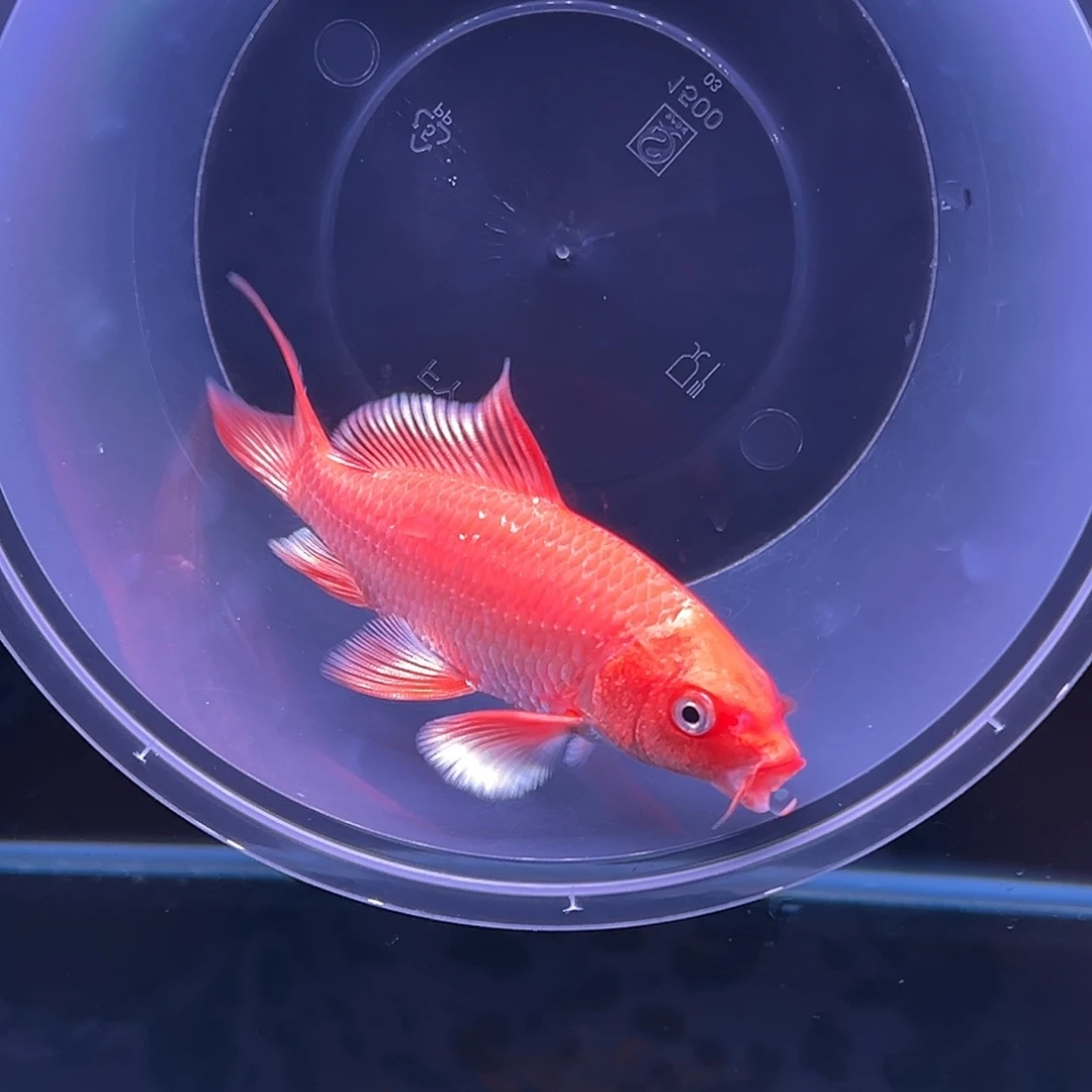海水鱼锐蝴蝶和。11