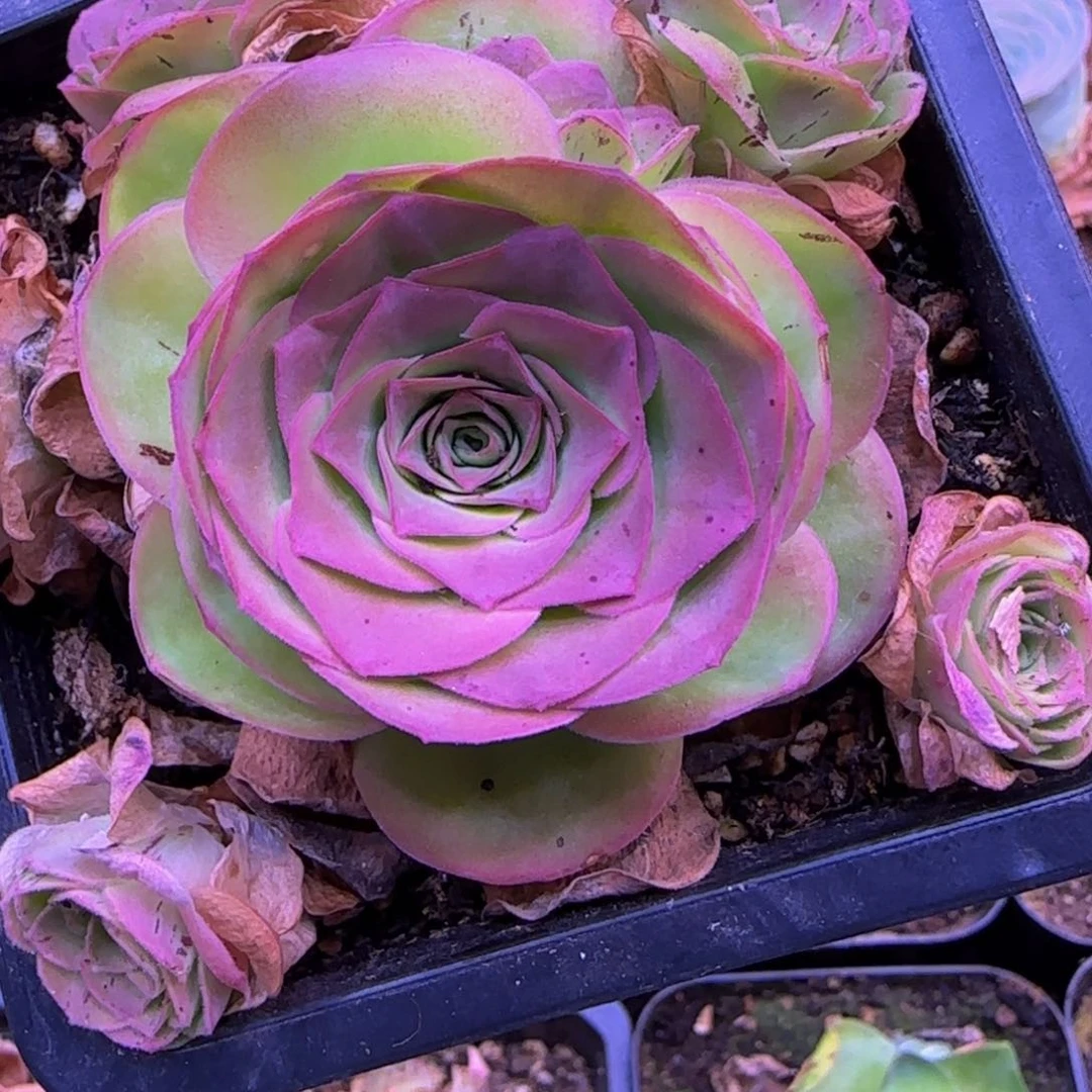 用****1福利1585555552255555655665