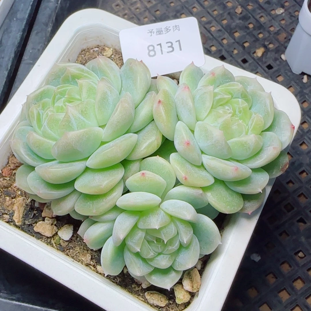 泼天富贵群，8131多肉植物