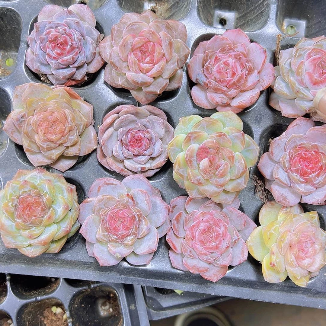 穴盘大冰魄4个19包邮