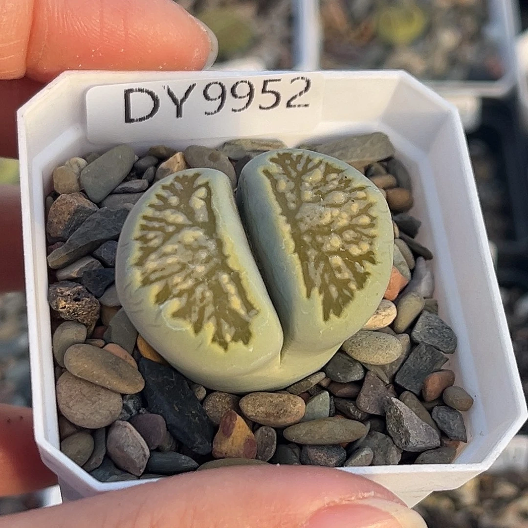 一物一拍绿菊9952