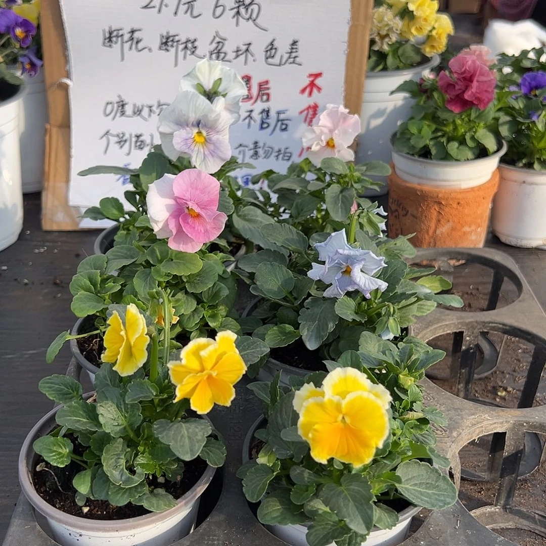 大部分花苞少量开放147号