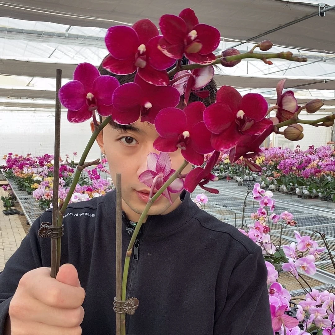 完全开放胭脂一颗