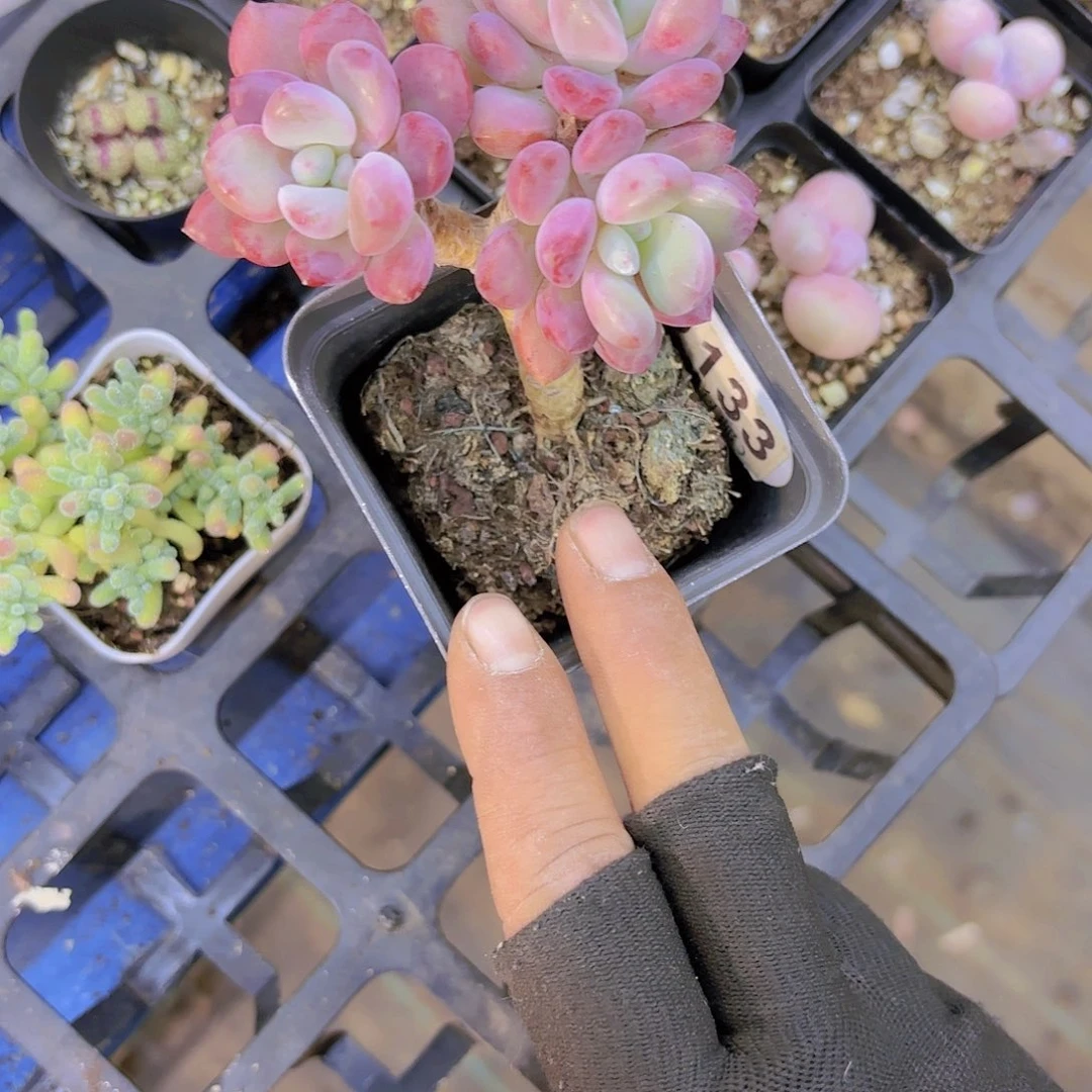 D133白鹿一物一拍