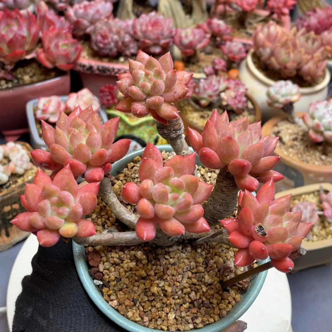 冰心公主多头老桩