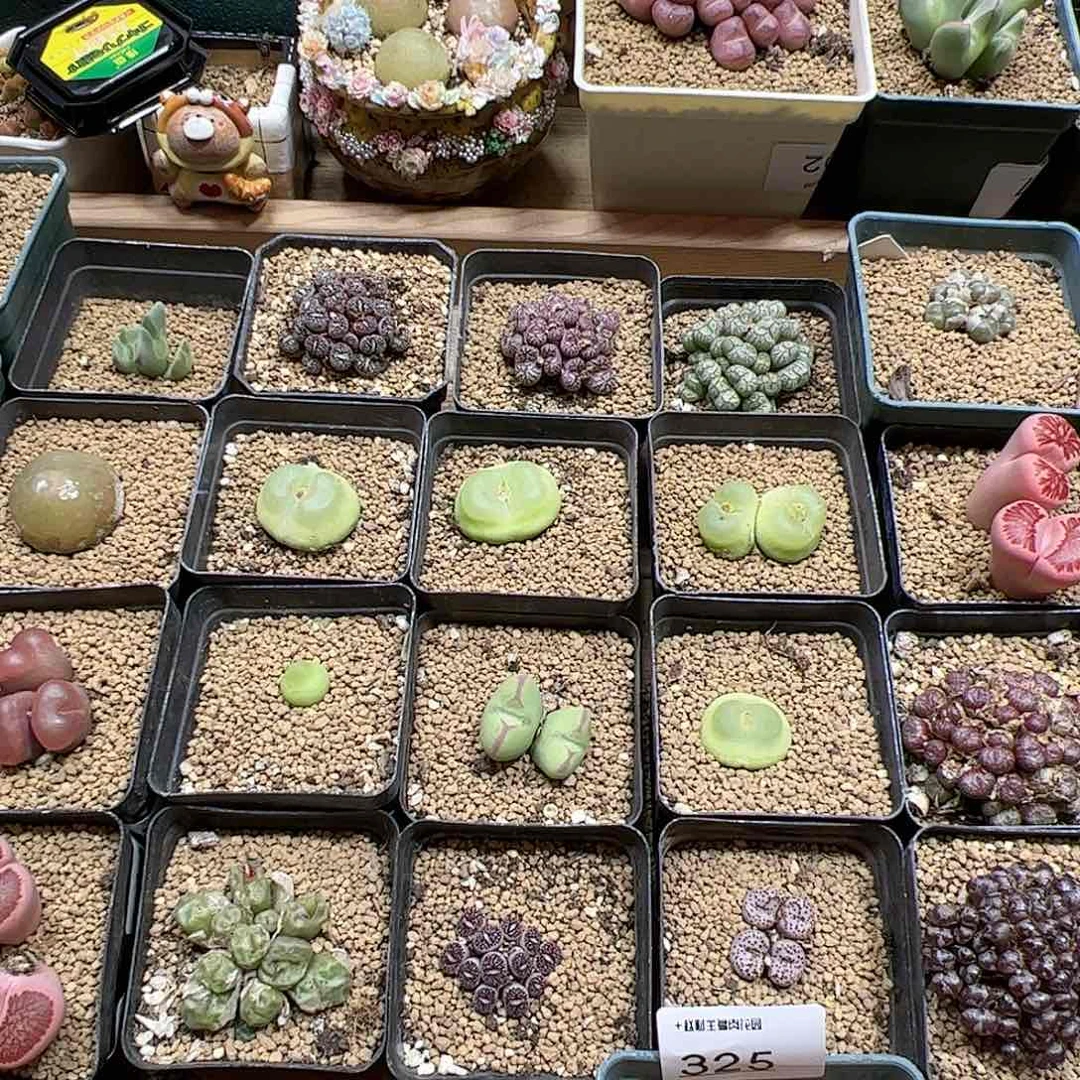【闪购商品】奶**样文小样