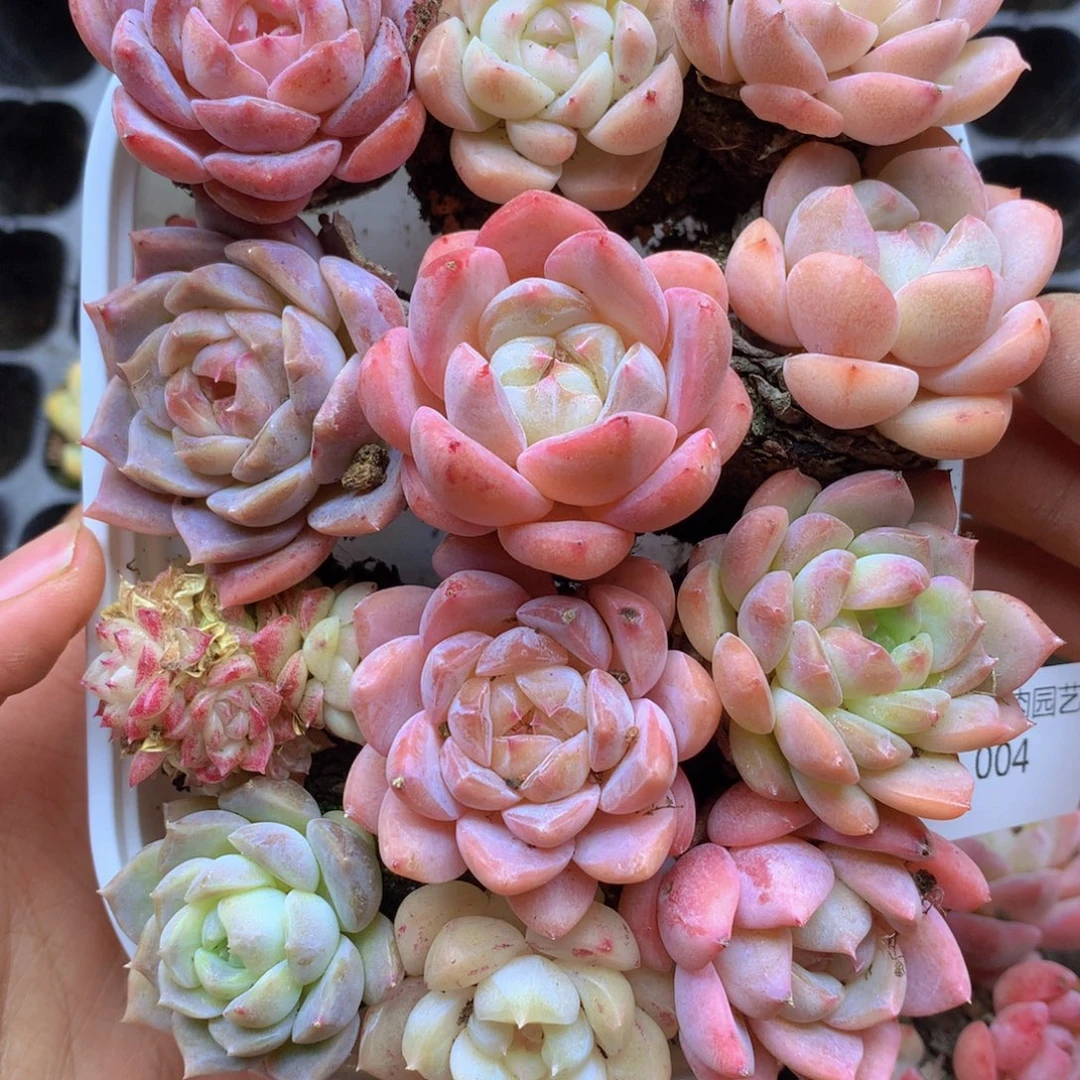 我要去看你了啊我004