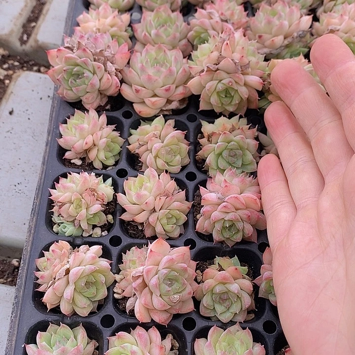 18-19 多肉植物盆栽植物