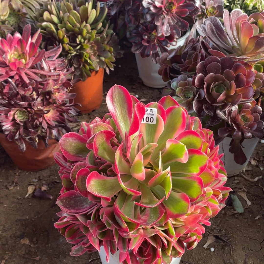 100粉女巫多肉法师断枝不包